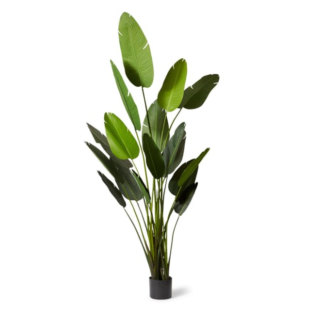 Bird of Paradise - 140 x 140 x 244cm 