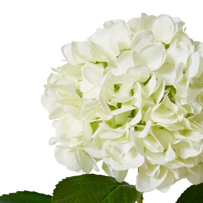 Hydrangea Grand Stem - 25 x 25 x 69cm 