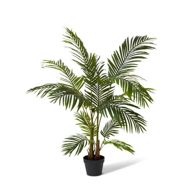 Palm Areca - 90 x 90 x 120cm
