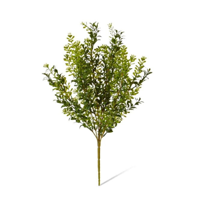 Boxwood Seeding Bush (Outdoor) - 25 x 25 x 51cm 