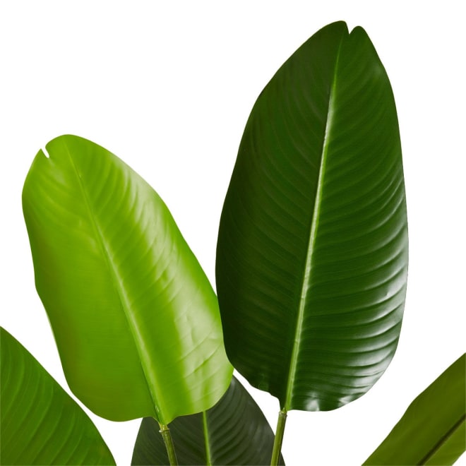 Bird of Paradise Grand - 78 x 78 x 122cm 