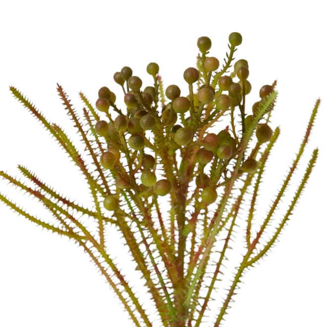 Berzelia Spray - 13 x 5 x 46cm color Green/Red