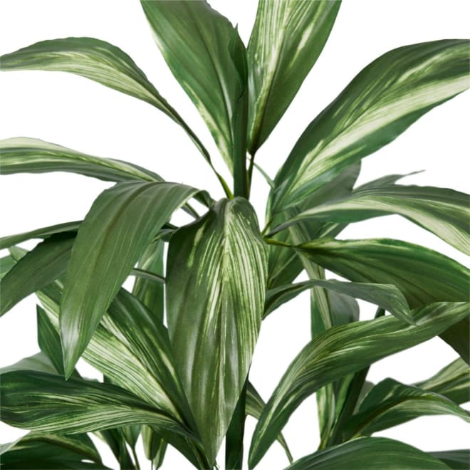 Cordyline Plant Potted Green/White - 60 x 60 x 70cm color Green/White