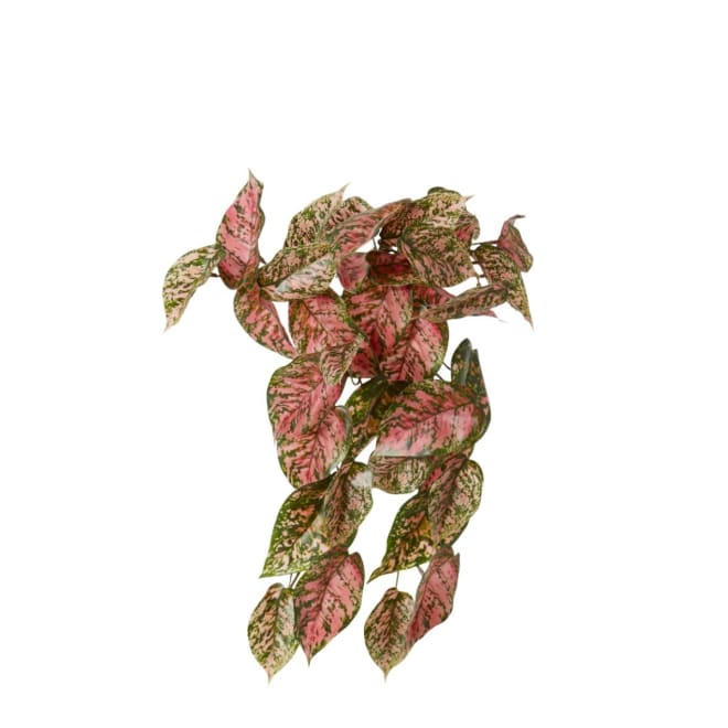 Aglaonema Hanging Plant - 27 x 22 x 40cm 