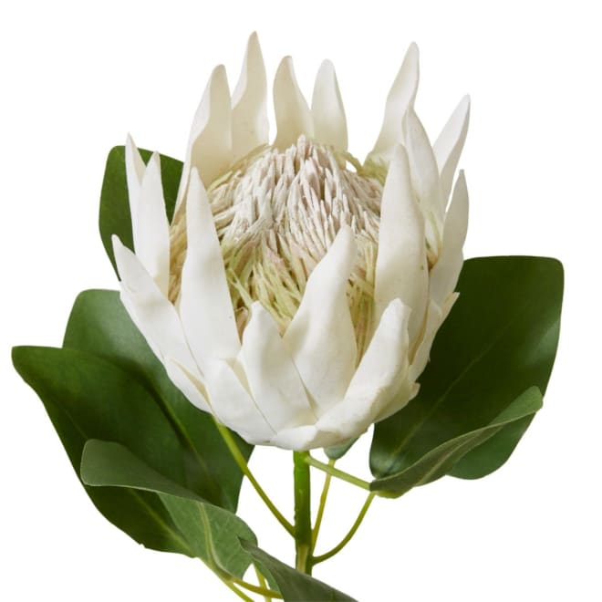 Protea King Stem Off White - 20 x 13 x 74cm color Off White