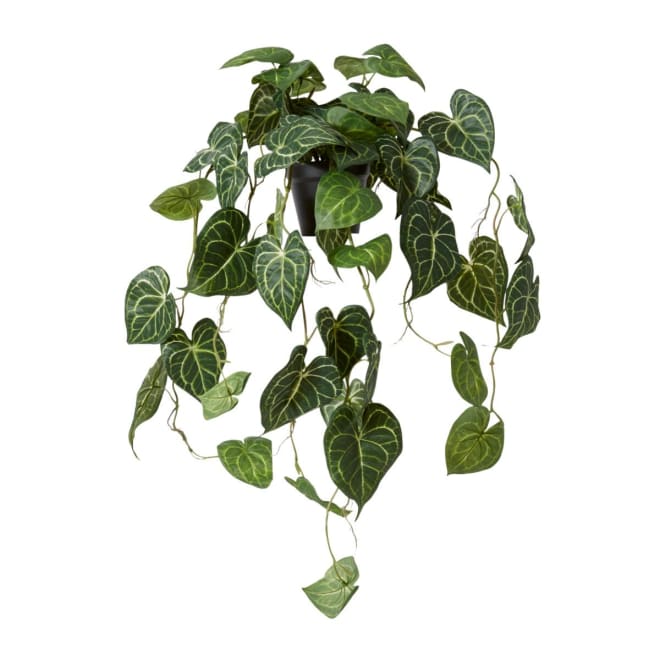 Anthurium Hanging Plant Potted - 38 x 35 x 84cm