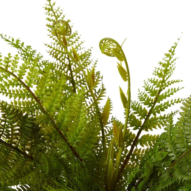 Fern Tassel - 65 x 65 x 45cm 