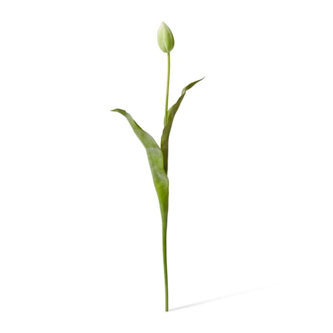 Tulip Stem Green - 9 x 3 x 74cm color Green