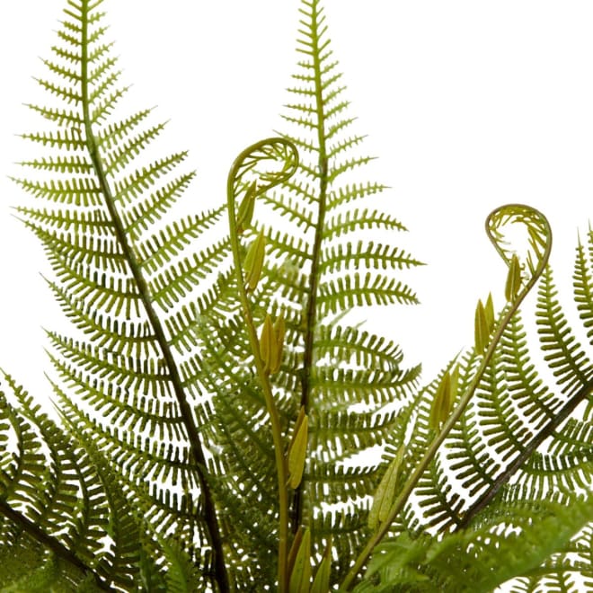 Fern Bracken - 45 x 45 x 35cm 