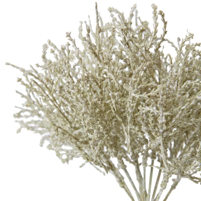 Santolina Bush - 23 x 23 x 27cm 