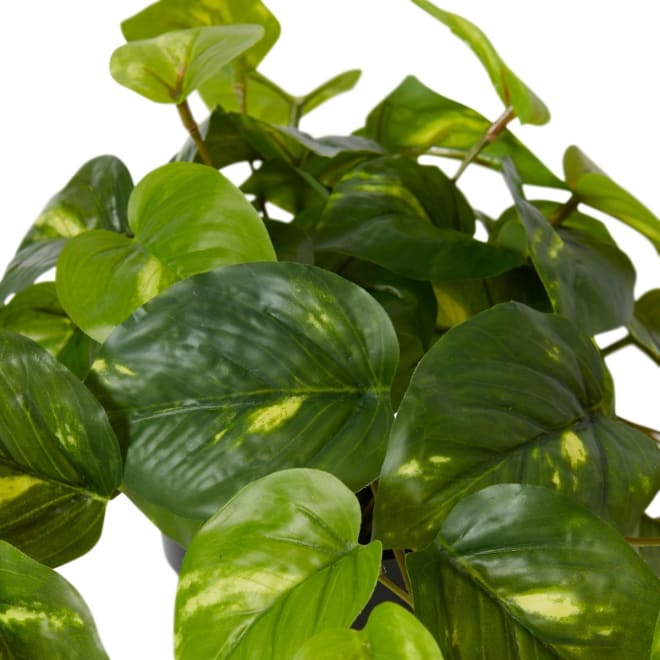 Pothos Golden Potted - 35 x 35 x 24cm 