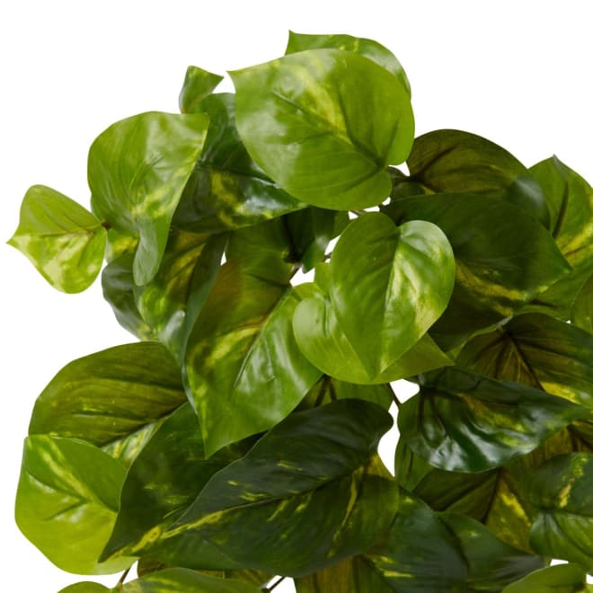 Pothos Golden Plant - 13 x 13 x 30cm 
