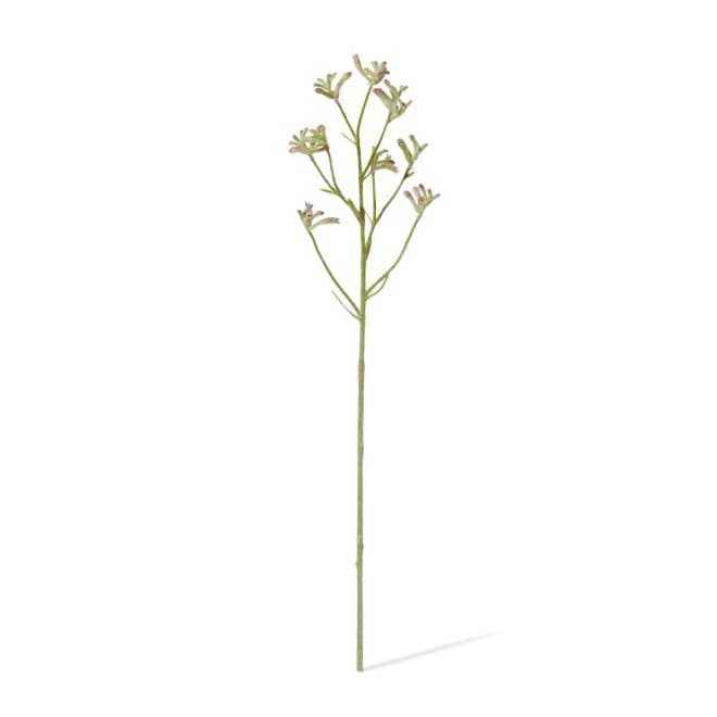 Kangaroo Paw Spray - 13 x 5 x 71cm