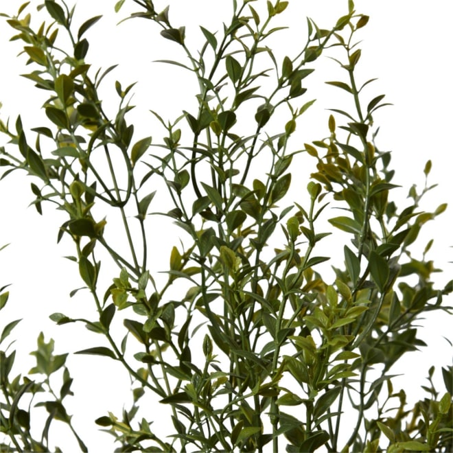 Boxwood Bush - 59 x 53 x 78cm 