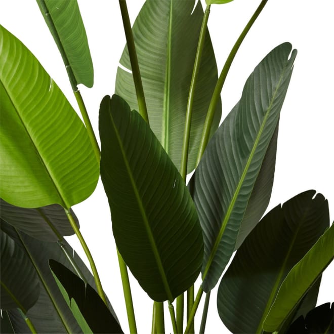 Bird of Paradise - 140 x 140 x 244cm 