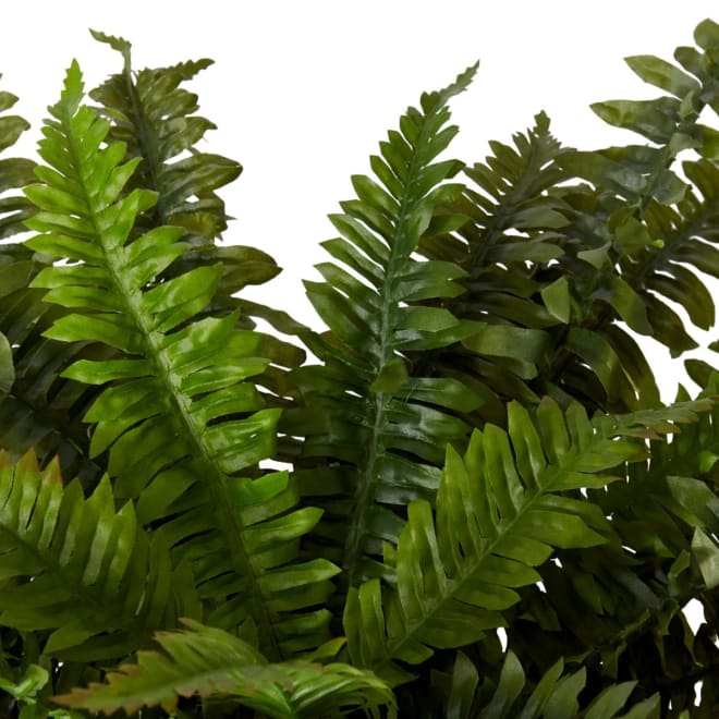 Fern Boston - 65 x 65 x 55cm 