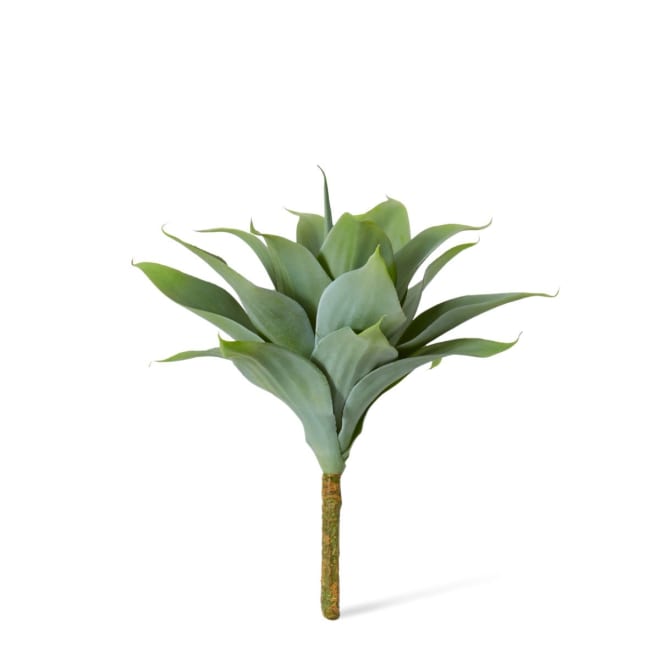 Agave Nova Plant - 34 x 34 x 38cm