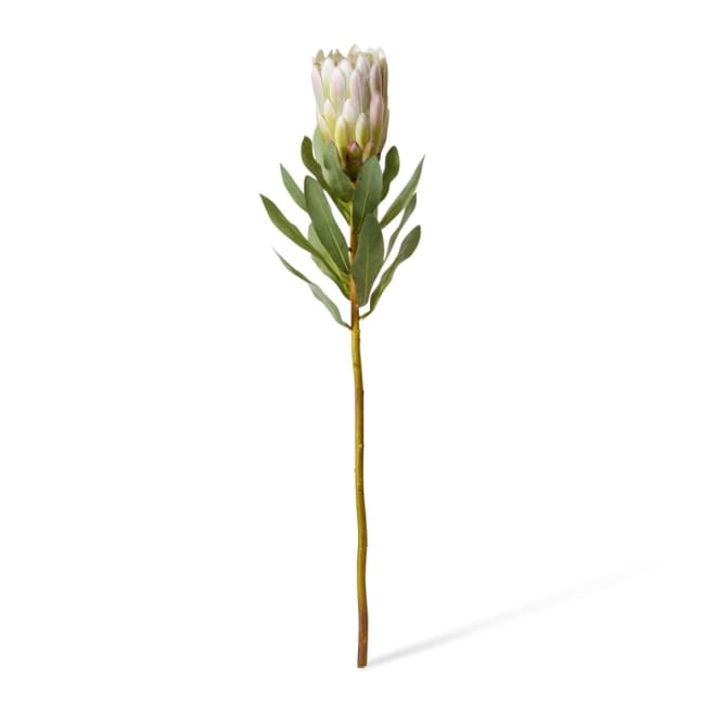 Protea Grand Stem - 10 x 10 x 65cm color Light Green