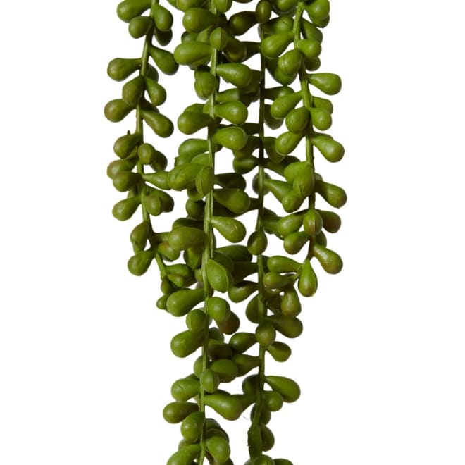 String of Pearls Hanging Plant Green - 8 x 8 x 71cm color Green