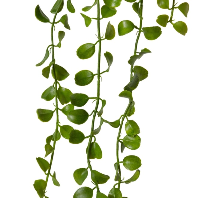 Angel Vine Hanging Plant - 9 x 3 x 105cm 