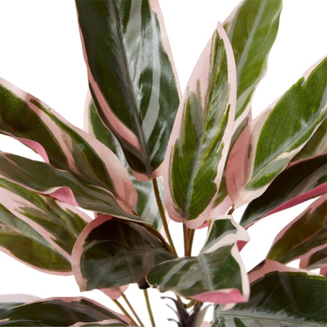 Cordyline Potted Pink/Green - 40 x 40 x 45cm color Pink/Green