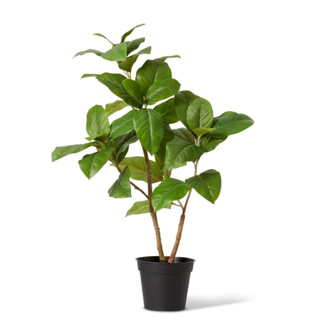 Ficus Elastica Potted - 55 x 55 x 80cm 