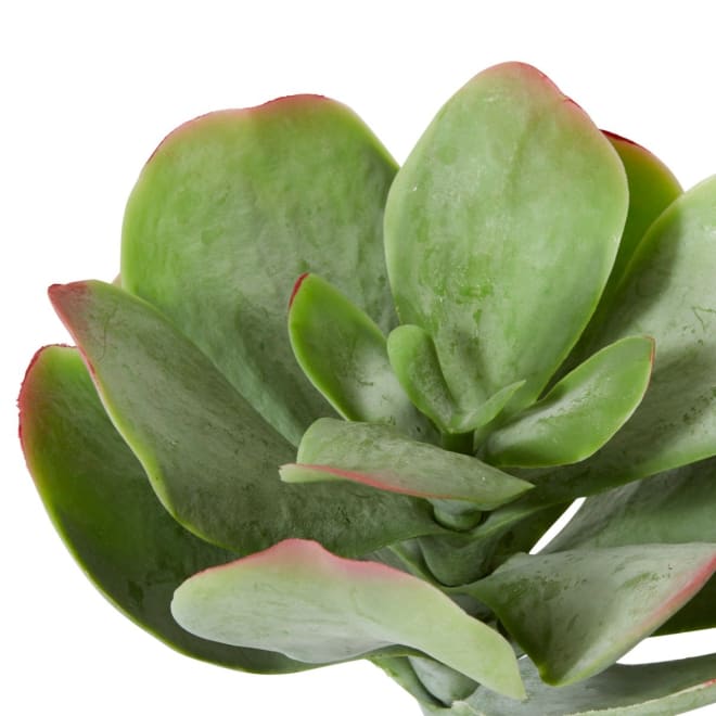Flapjack Succulent Stem - 23 x 23 x 38cm 