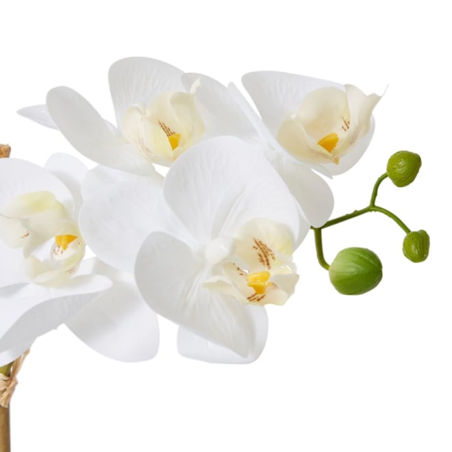 Phalaenopsis Ribbed Pot - 30 x 15 x 50cm 