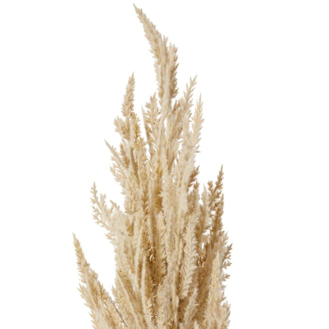 Pampas Grass Stem - 10 x 10 x 94cm 