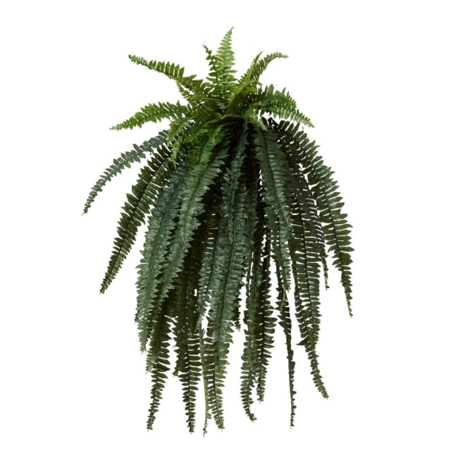 Boston Grand Fern - 80 x 65 x 120cm