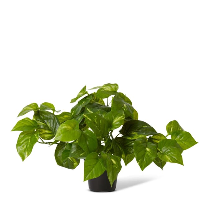 Pothos Golden Potted - 50 x 30 x 30cm 