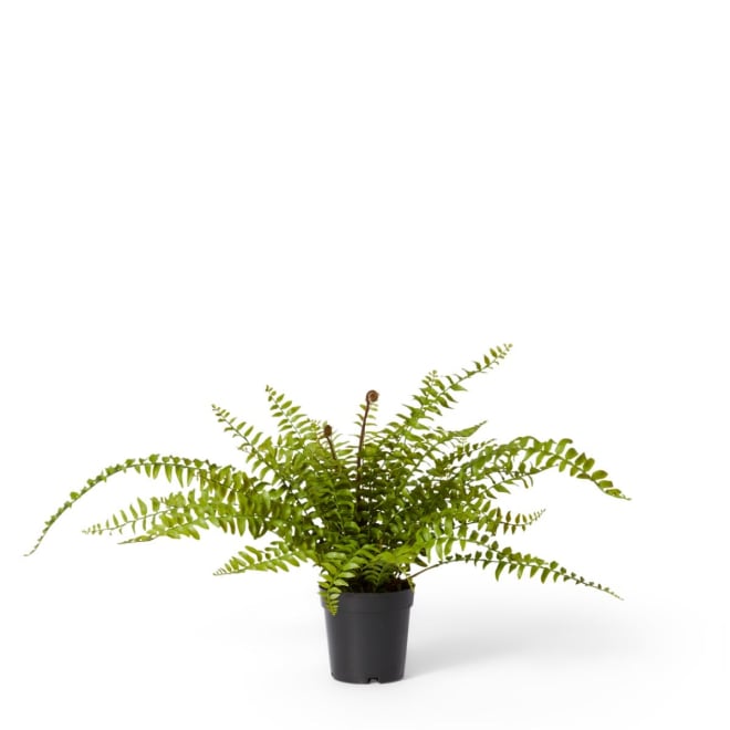 Fern Lush Boston Potted - 50 x 50 x 55cm
