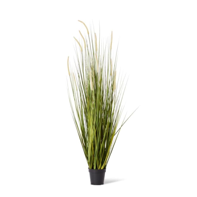 Grass Foxtail Potted - 70 x 70 x 150cm
