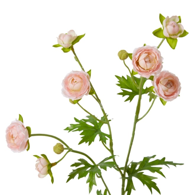 Ranunculus Spray Soft Pink - 20 x 12 x 56cm color Soft Pink