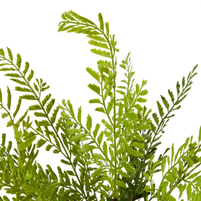 Fern Mother (Outdoor) - 36 x 36 x 43cm 