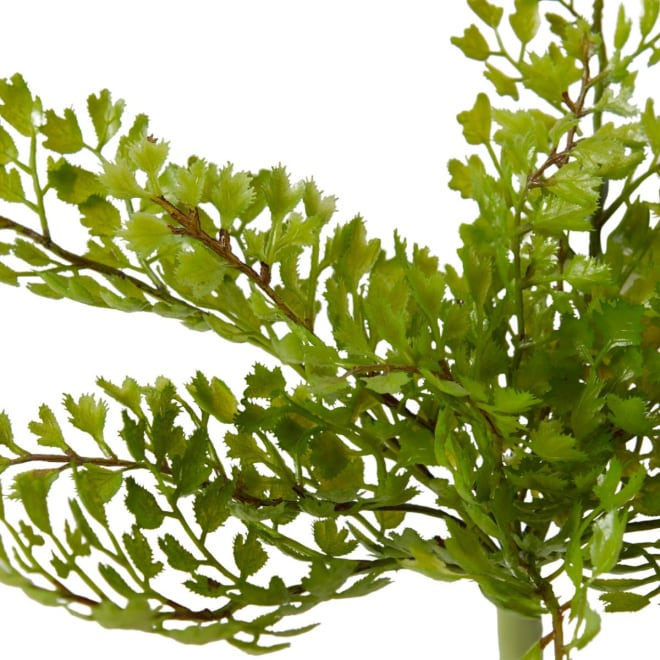 Fern Maiden Hair - 20 x 12 x 20cm 