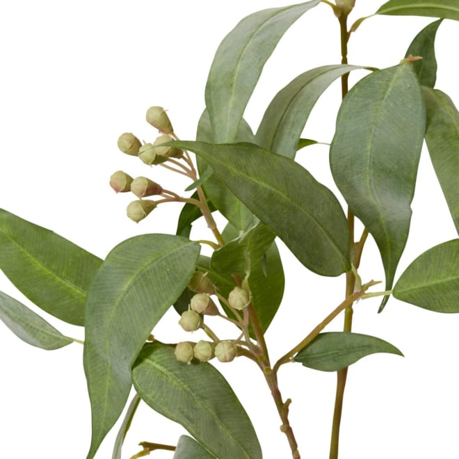 Eucalyptus Seeds Spray - 26 x 5 x 89cm 