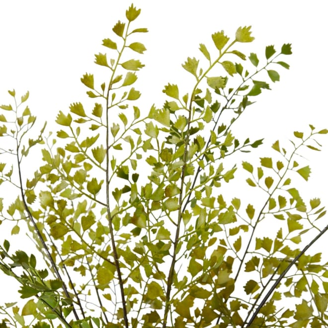 Fern Maiden Hair Stump - 56 x 56 x 36cm 