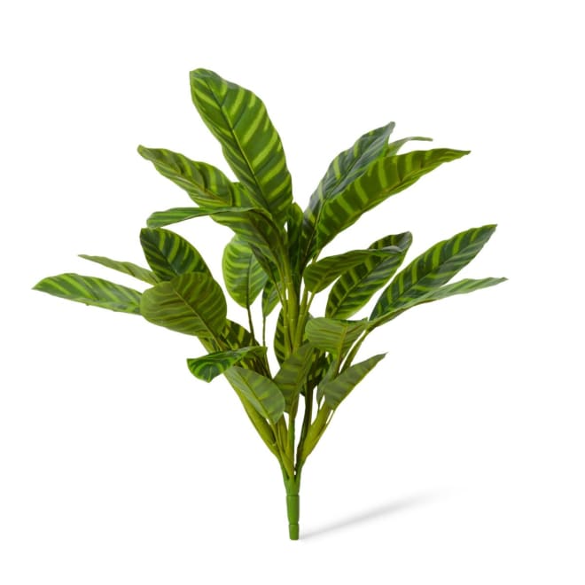 Calathea Zebrina Bush - 50 x 50 x 57cm