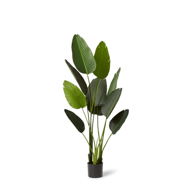 Bird of Paradise - 80 x 80 x 152cm 