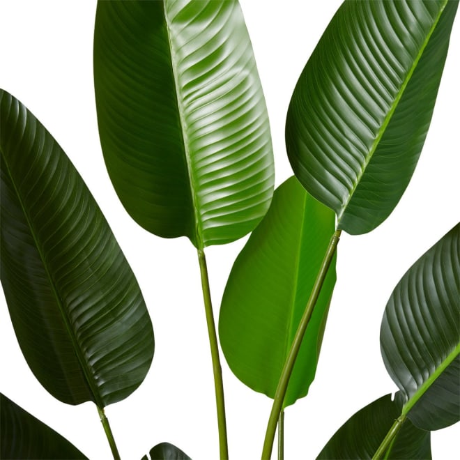 Bird of Paradise Grand - 120 x 120 x 183cm 