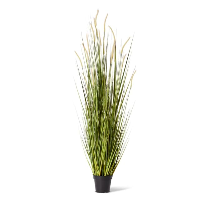 Grass Foxtail Potted - 70 x 70 x 170cm
