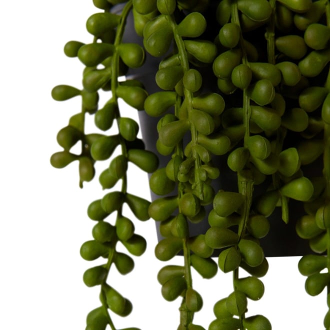 String of Pearls Potted - 14 x 14 x 23cm 