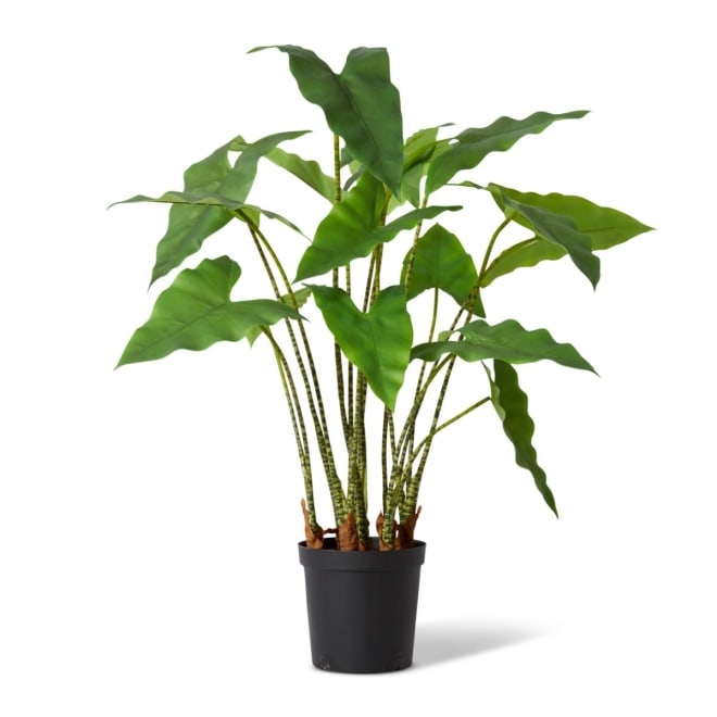 Zebra Plant Potted Green - 78 x 76 x 110cm color Green