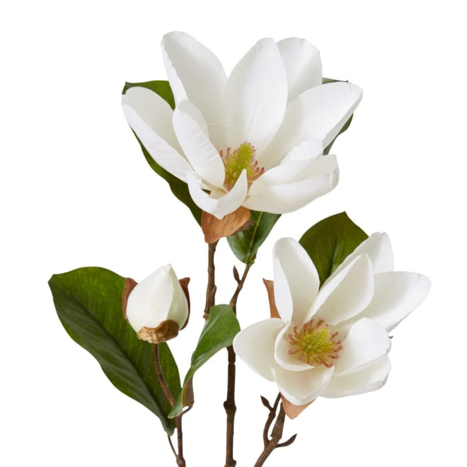 Magnolia River Spray - 25 x 15 x 69cm 