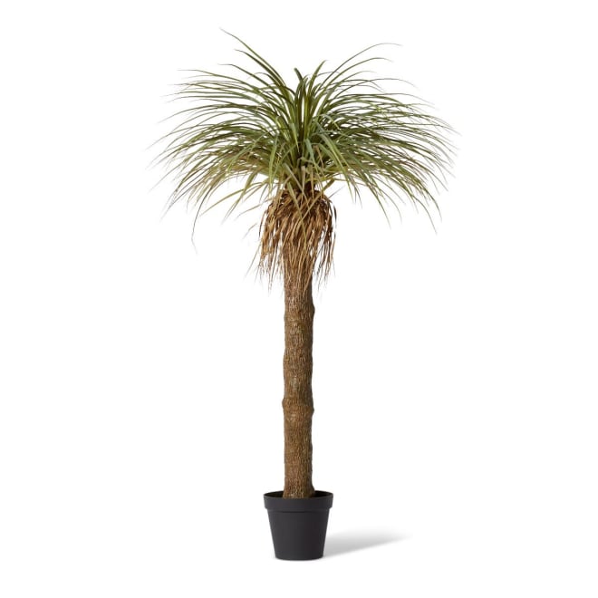 Yucca Grass Tree - 110 x 110 x 183cm