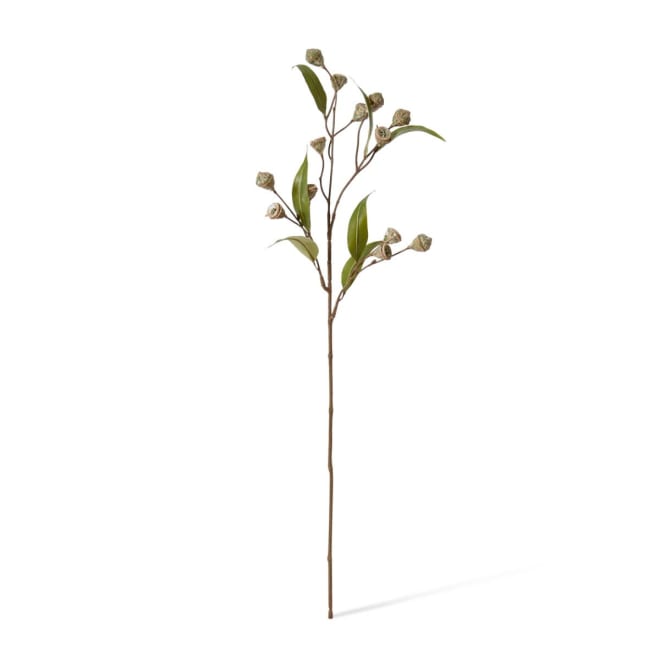 Eucalyptus Gum Nut Stem - 20 x 5 x 72cm 