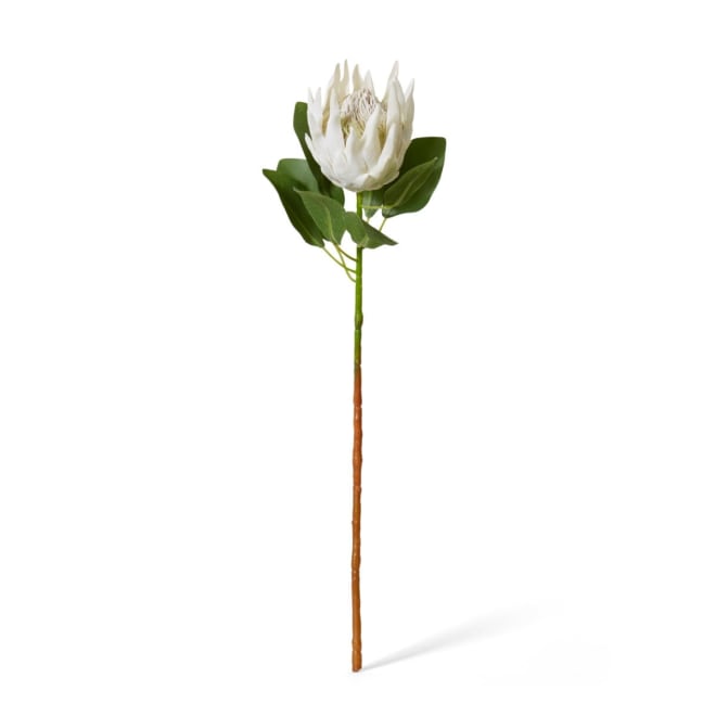 Protea King Stem Off White - 20 x 13 x 74cm color Off White