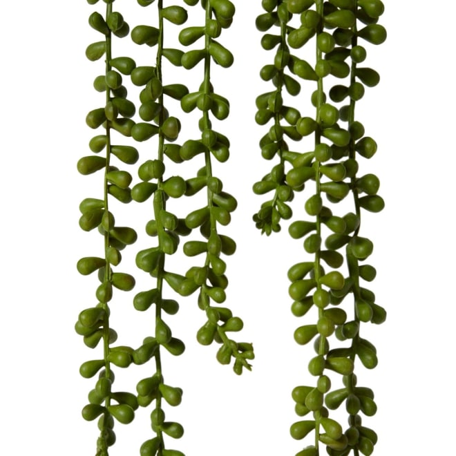 String of Pearls Potted - 18 x 18 x 56cm 
