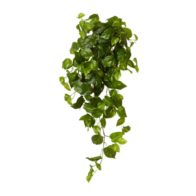 Pothos Golden Hanging Plant - 34 x 30 x 104cm 
